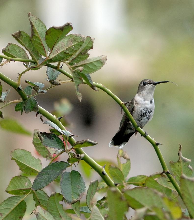Hummingbird Photograph by Diane Giurco