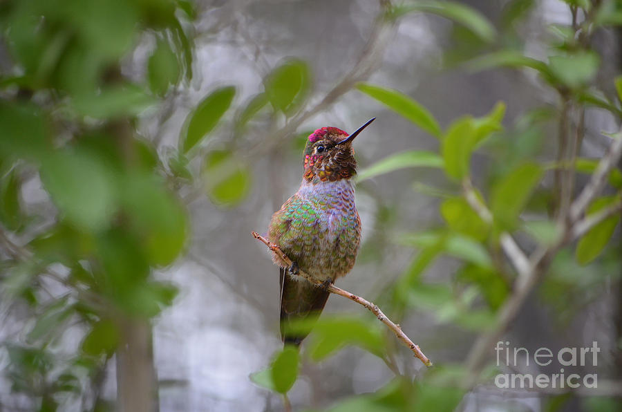 Hummingbird Photograph by Donna Greene