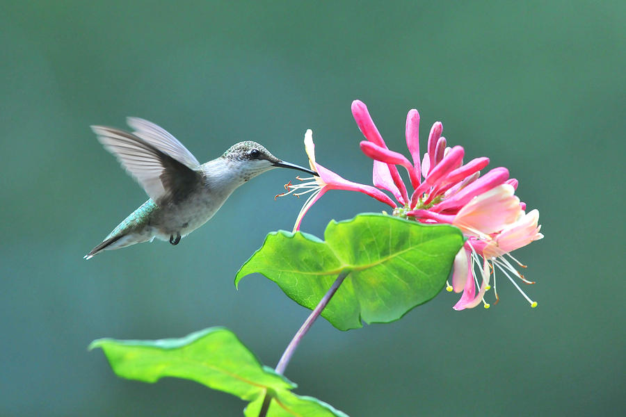 Hummingbird Feeding Photograph by Alan Lenk - Fine Art America