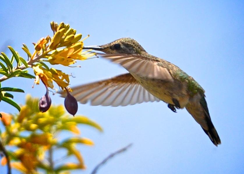 Hummingbird feeding Photograph by Matt MacMillan
