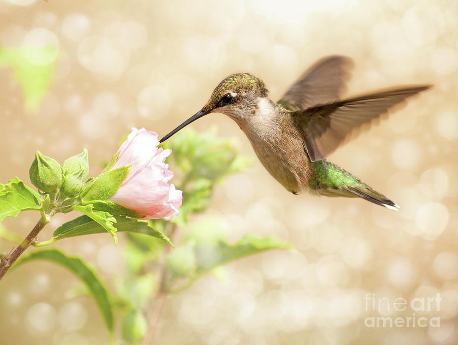 Hummingbird feeding Photograph by Sari ONeal