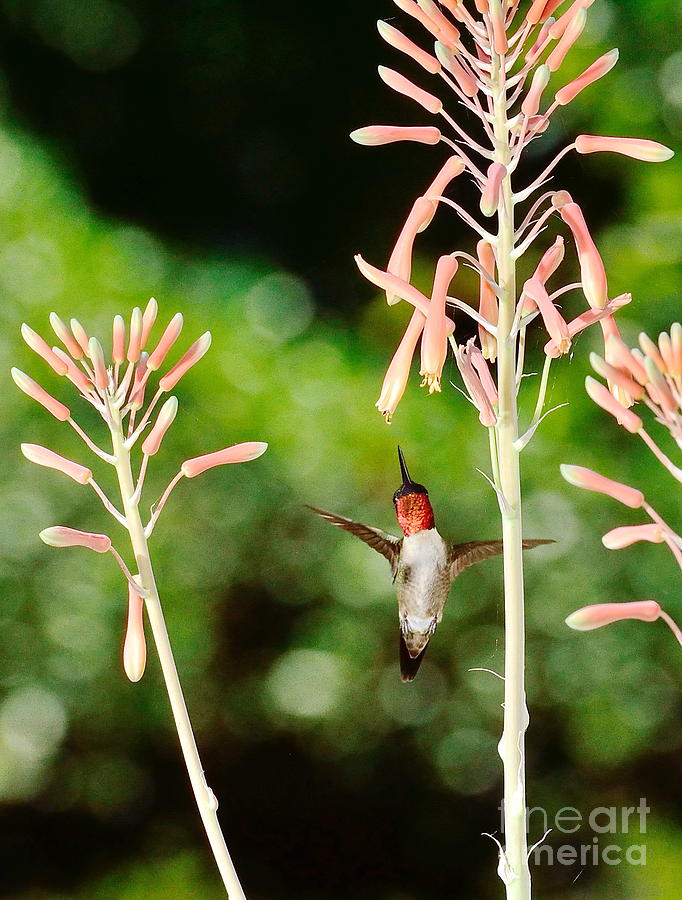 Hummingbird Photograph - Hummingbird Flashes Red in Ascension by Wayne Nielsen