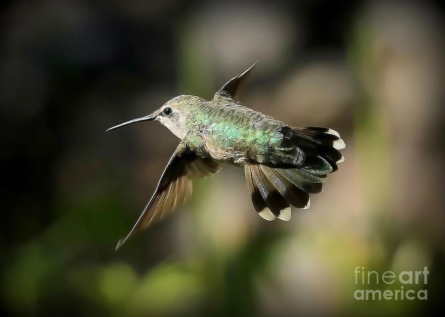 Hummingbird Fly By Photograph by Carol Groenen