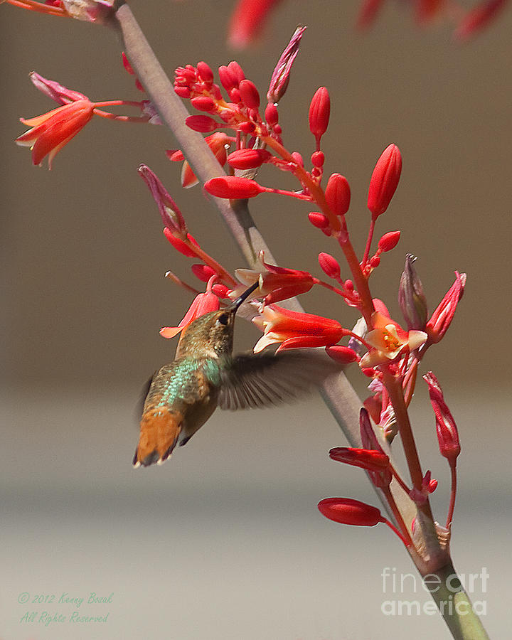 Allens Hummingbird Flying and Feeding - Amazing Photograph by Kenny Bosak
