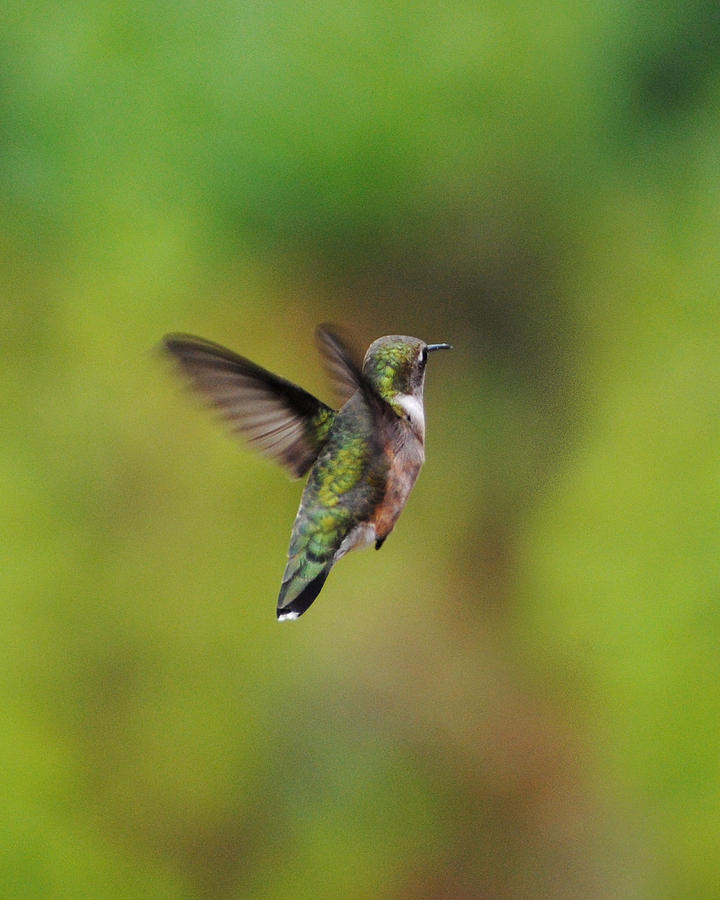 Hummingbird Flying Away Photograph by Jai Johnson