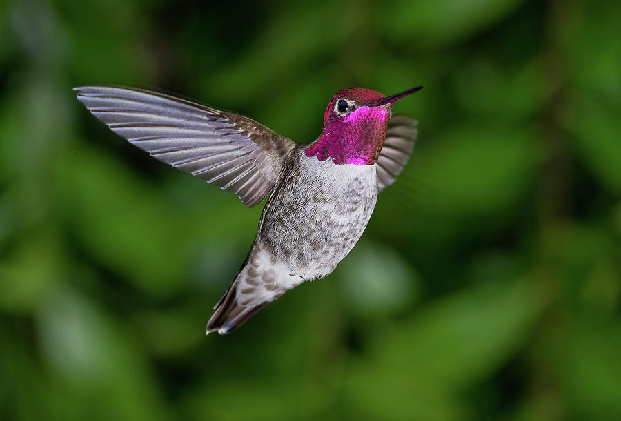 Hummingbird Glory Photograph by Greg Nyquist