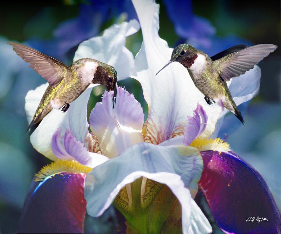 Flower Photograph - Hummingbird Heaven by Bill Stephens
