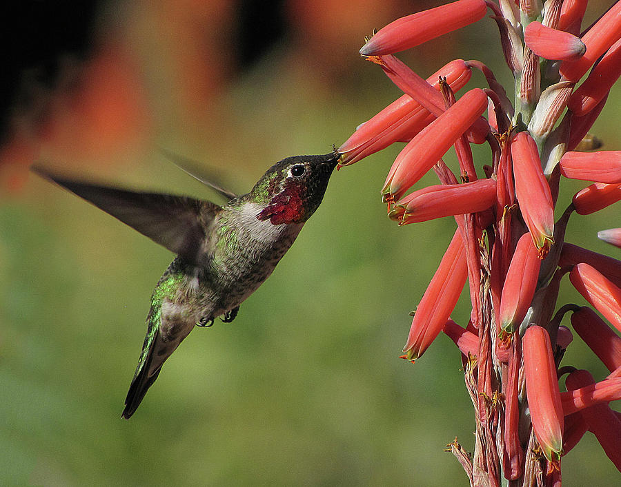 Hummingbird  Photograph by Helaine Cummins
