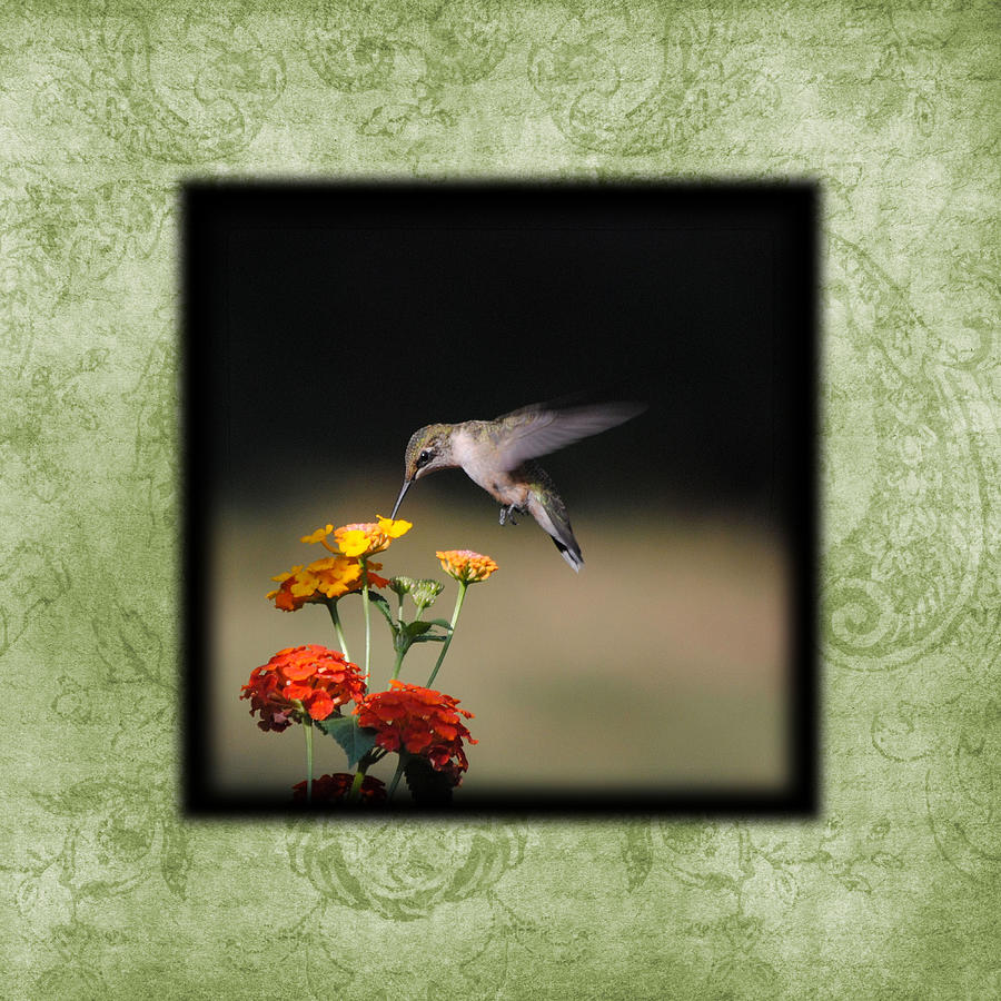 Hummingbird I Photo Square Photograph by Jai Johnson