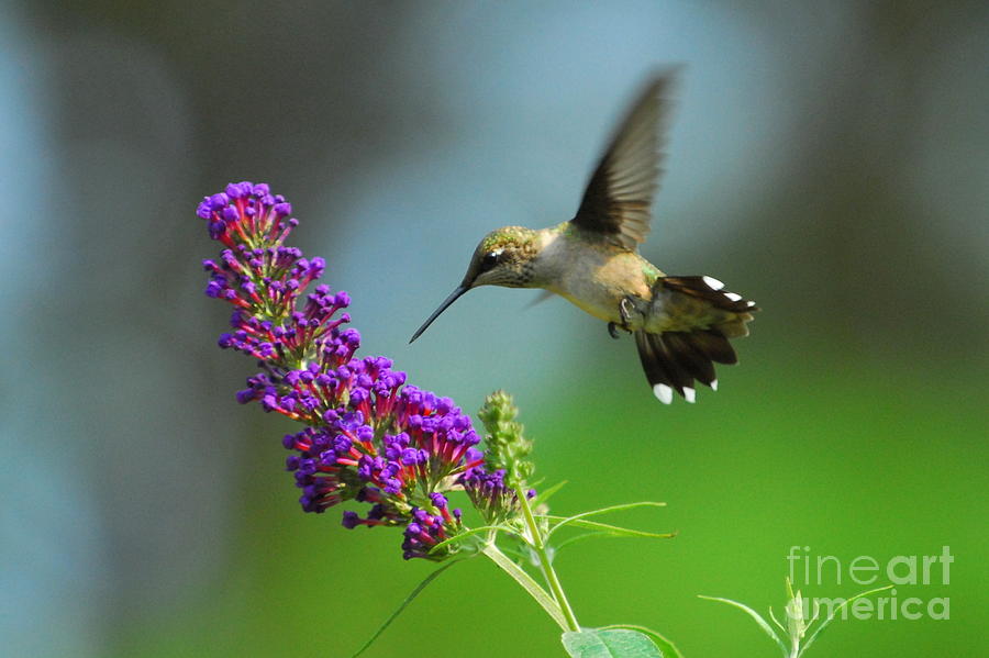 Hummingbird II Photograph by Curtis Brackett