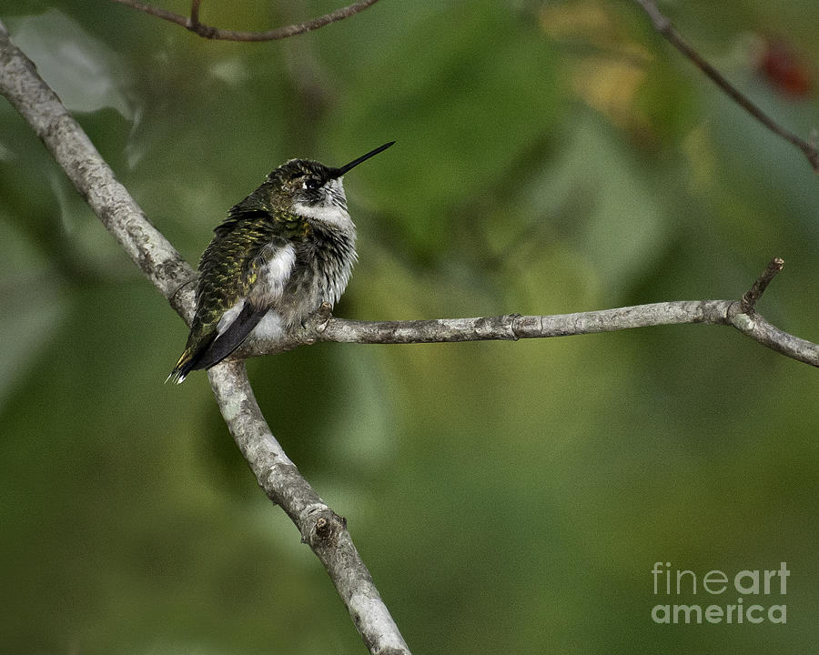 Hummingbird II Photograph by David Waldrop