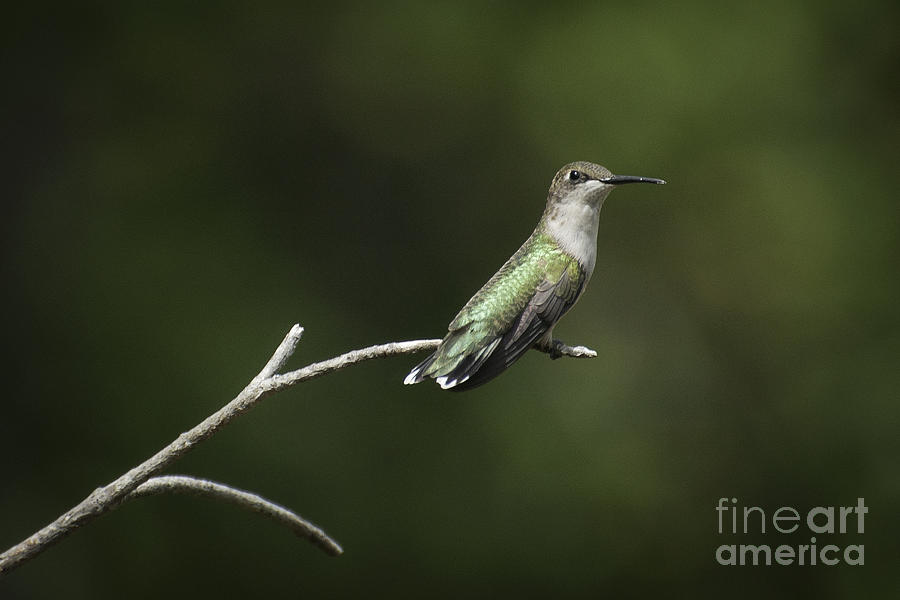 Hummingbird III Photograph by David Waldrop