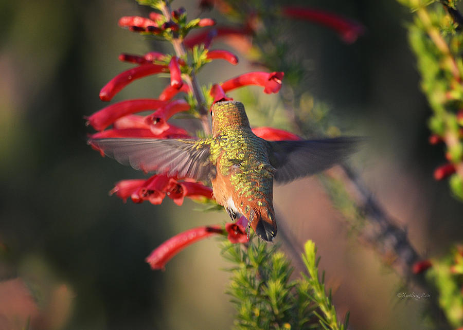 Hummingbird in Flight 1 Photograph by Xueling Zou