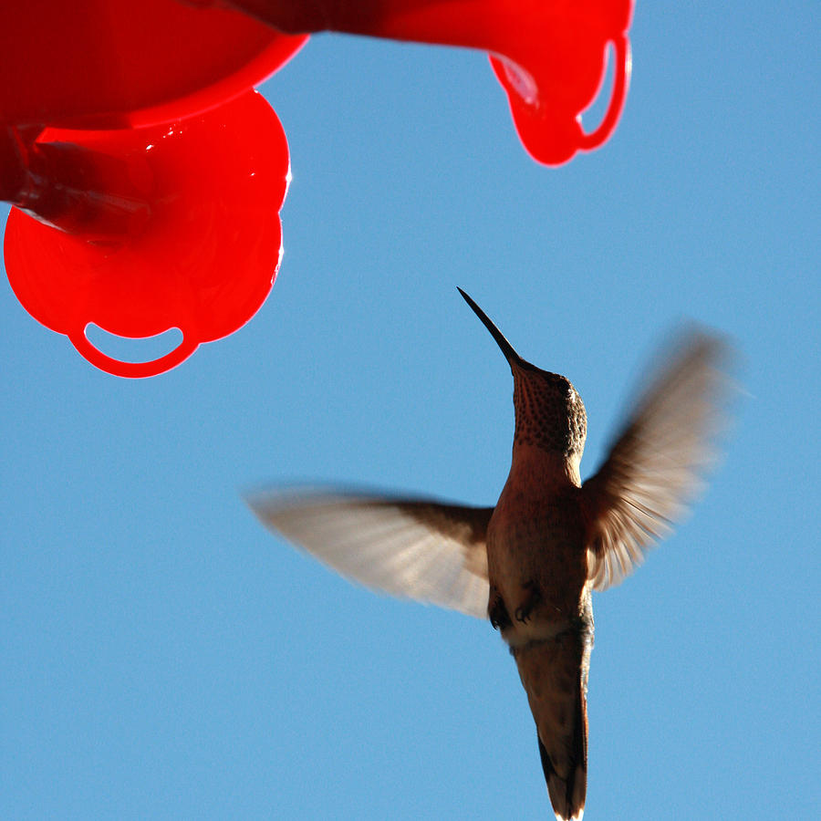 Hummingbird in Flight Photograph by Marta Alfred