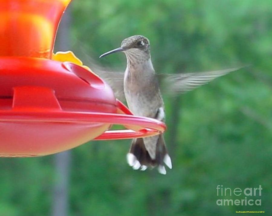Hummingbird in Flight Photograph by Sherrie Winstead