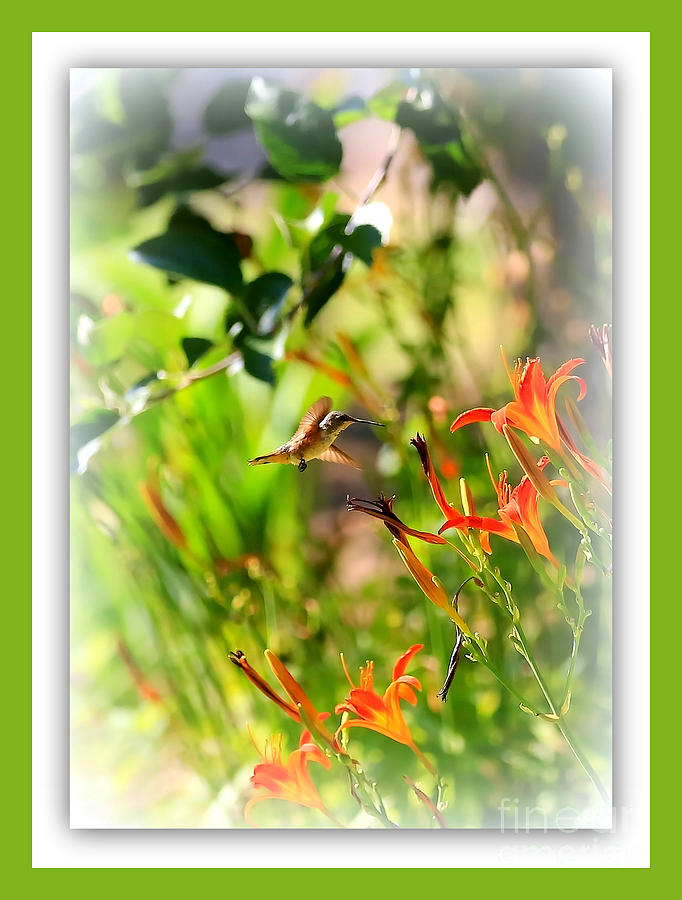 Hummingbird Photograph - Hummingbird in the Daylilies with Green Border by Carol Groenen