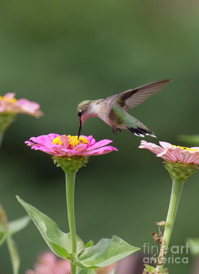 Hummingbird in the Garden Photograph by Straublund Photography - Fine ...