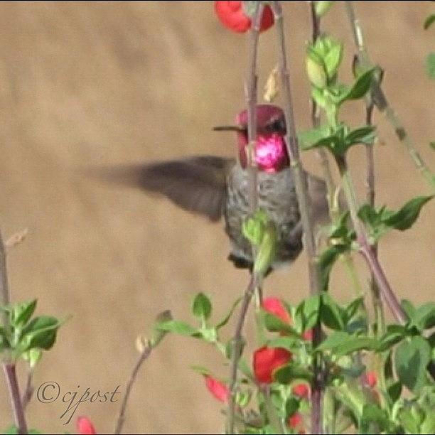 Nature Photograph - #hummingbird #inmybackyard by Cynthia Post
