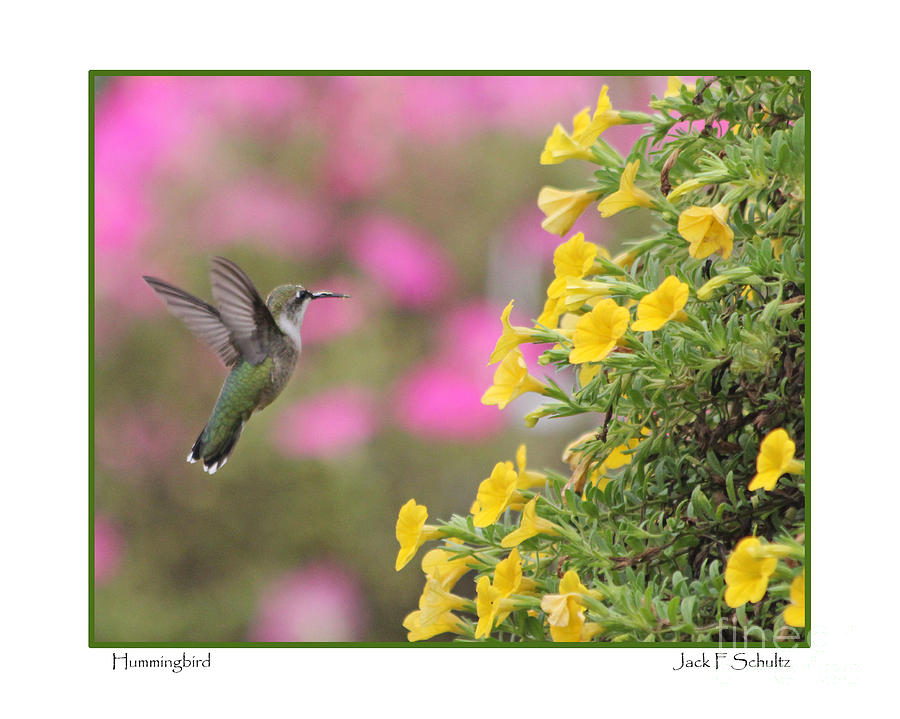Hummingbird Photograph by Jack Schultz