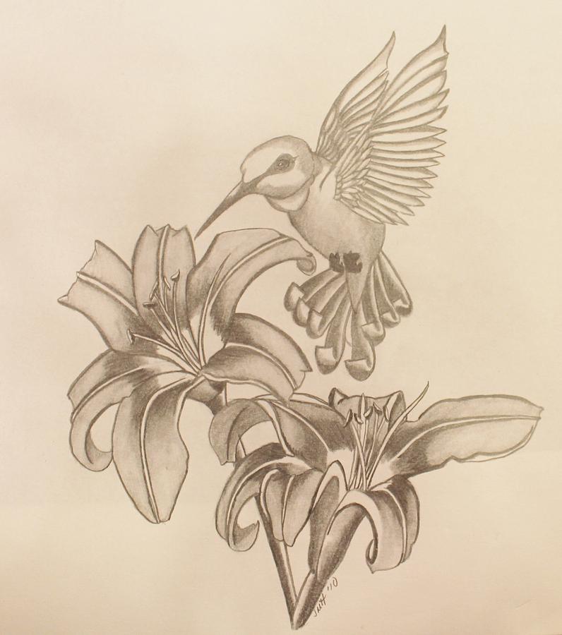 hummingbird drawings