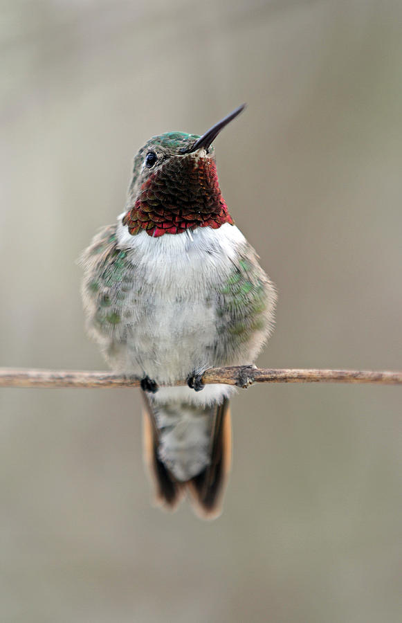 Hummingbird Photograph by Juergen Roth
