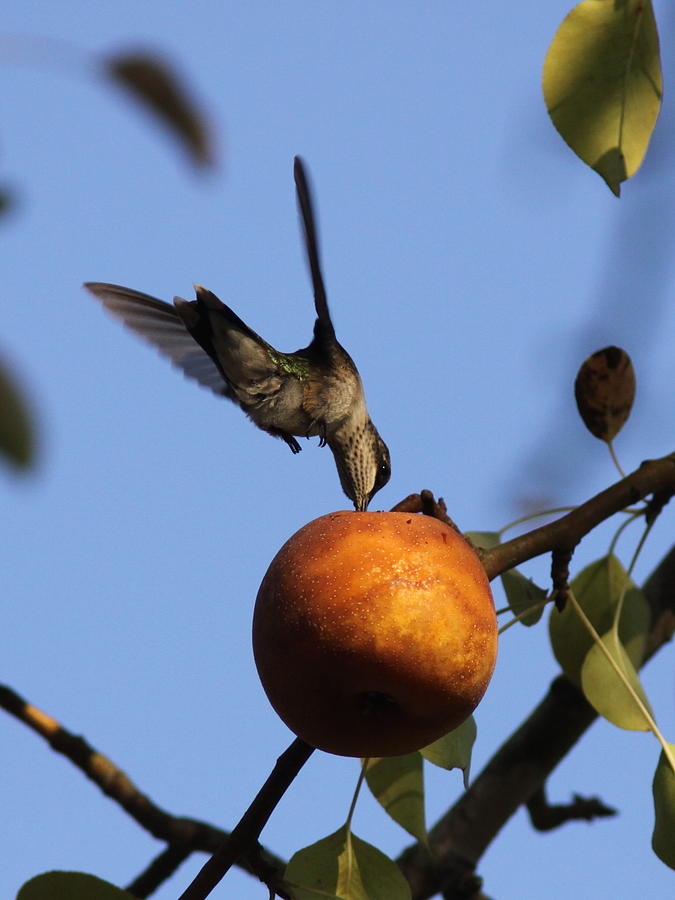 Hummingbird - Just a Liitle Sip Photograph by Travis Truelove