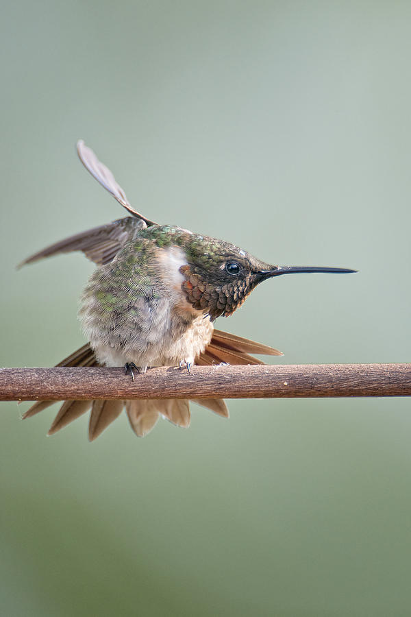 Hummingbird Karate Photograph by Bonnie Barry