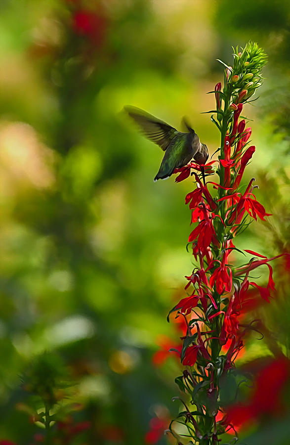 Hummingbird Photograph by Linda Tiepelman