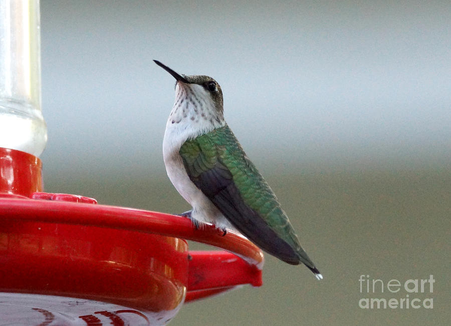 Bird Photograph - Hummingbird by Lori Tordsen