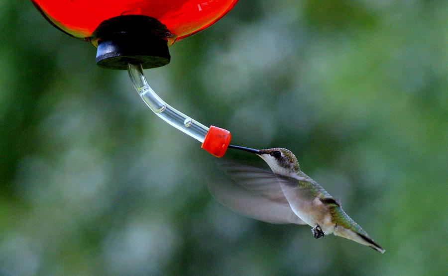 Hummingbird Photograph by Lois Lepisto