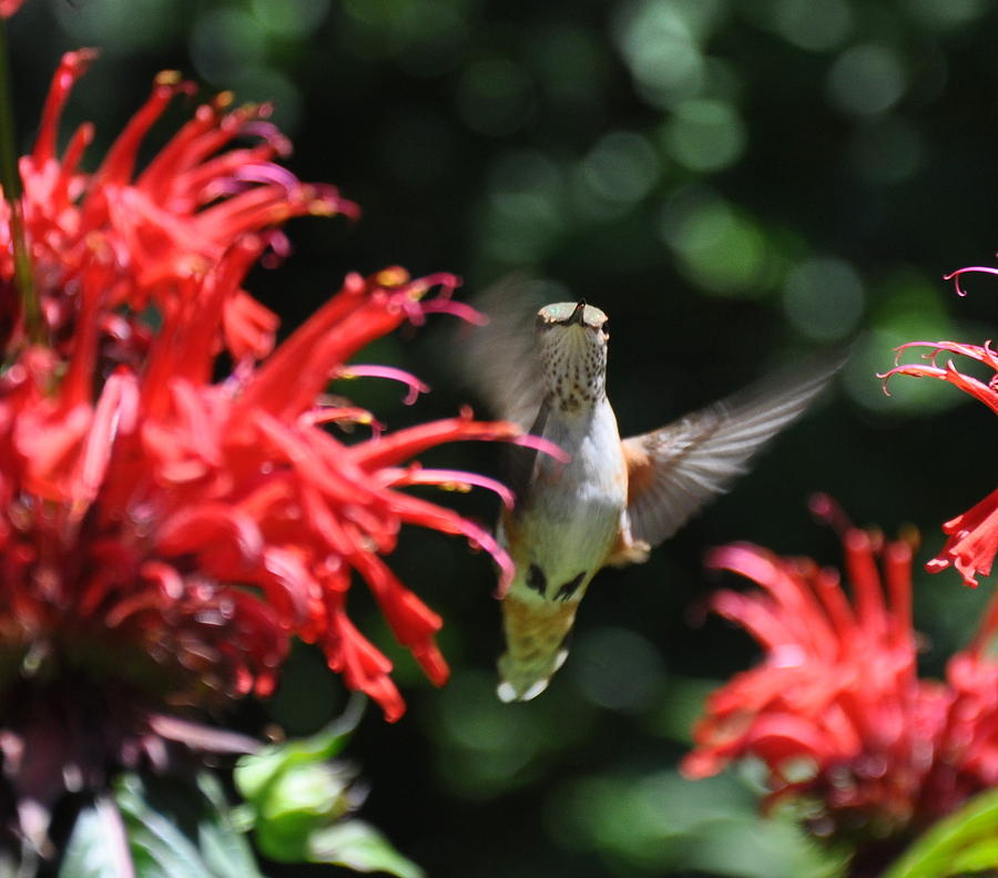 Hummingbird Loves Bee Balm 1 Photograph by Tatyana Searcy
