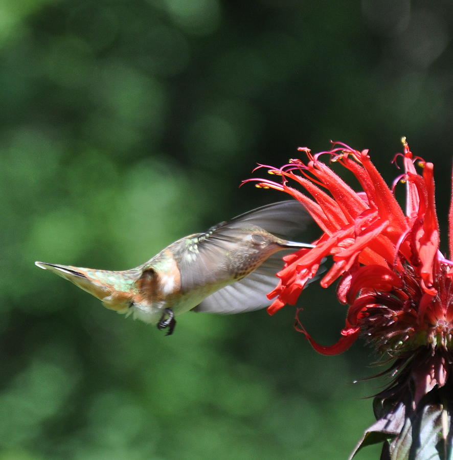 Hummingbird Loves Bee Balm 5 Photograph by Tatyana Searcy