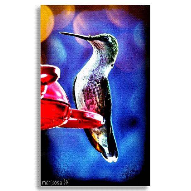 Nature Photograph - Hummingbird by Mari Posa