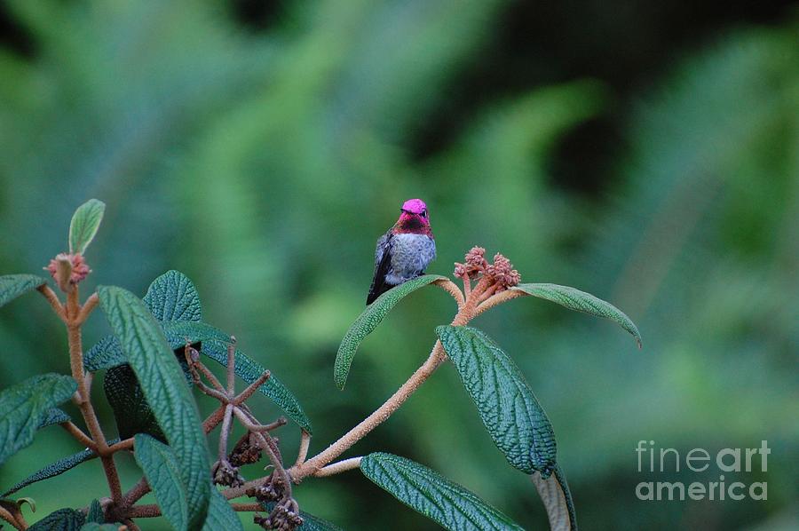 Hummingbird Photograph - Hummingbird by Marsha Thornton Hummingbird Photograph - Hummingbird by Marsha Thornton