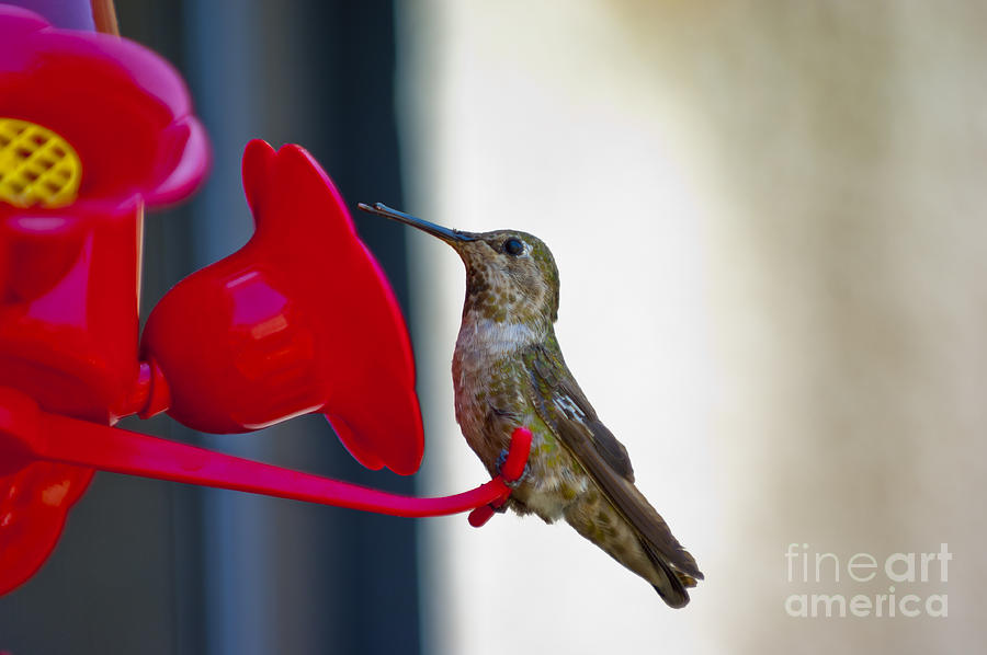 Hummingbird Photograph - Hummingbird by Micah May Hummingbird Photograph - Hummingbird by Micah May