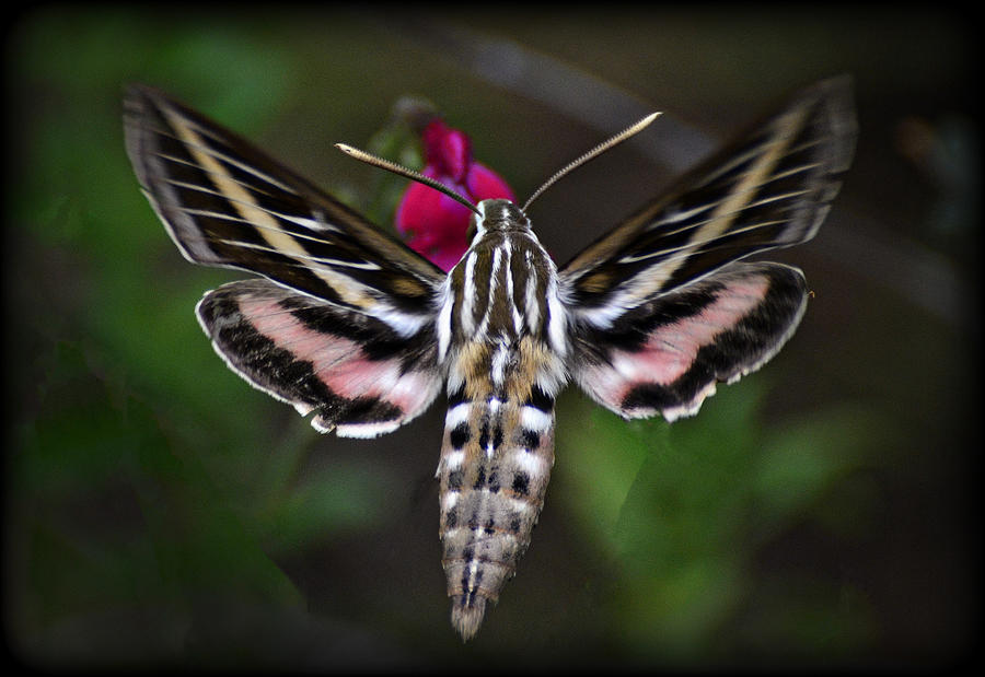Hummingbird Moth - White-Lined Sphinx Moth Photograph by Saija Lehtonen