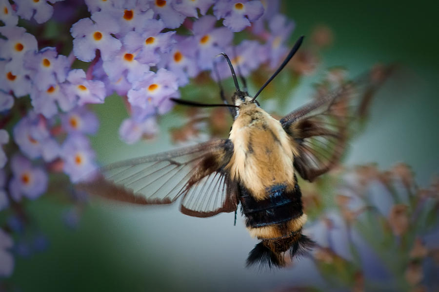 Hummingbird Moth Photograph by Craig Leaper