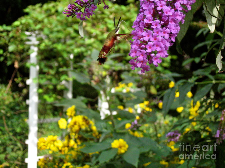 Hummingbird Moth in Flight  Photograph by Nancy Patterson