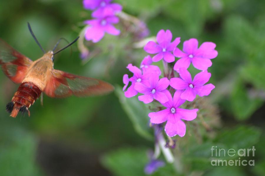 Hummingbird Moth Photograph by Living Color Photography Lorraine Lynch