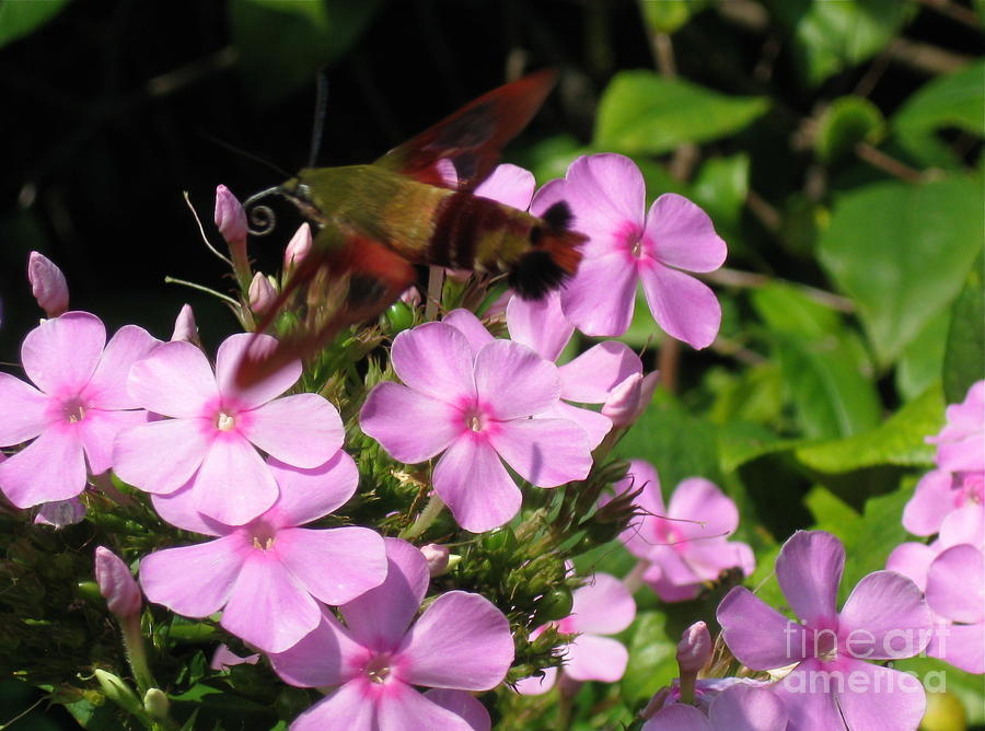 Hummingbird Moth  Photograph by Nancy Patterson