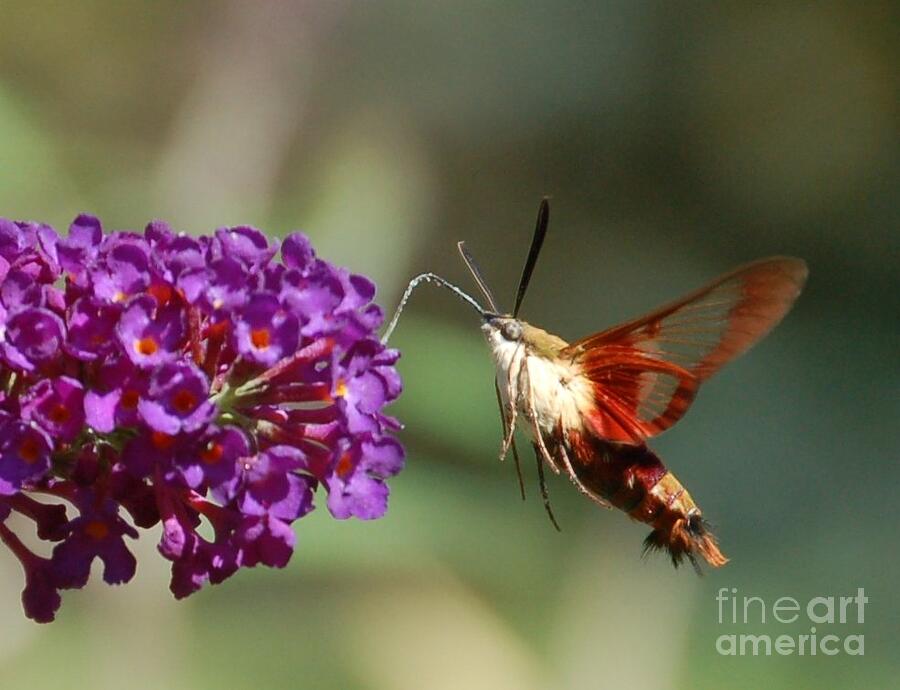 Hummingbird Moth Photograph by Randy J Heath