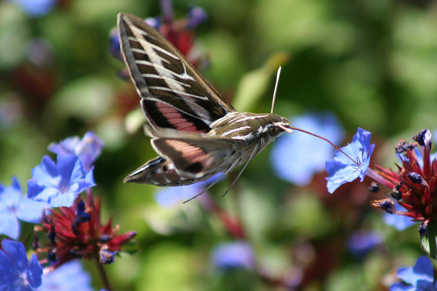 Hummingbird Moth Photograph by Ric Bascobert