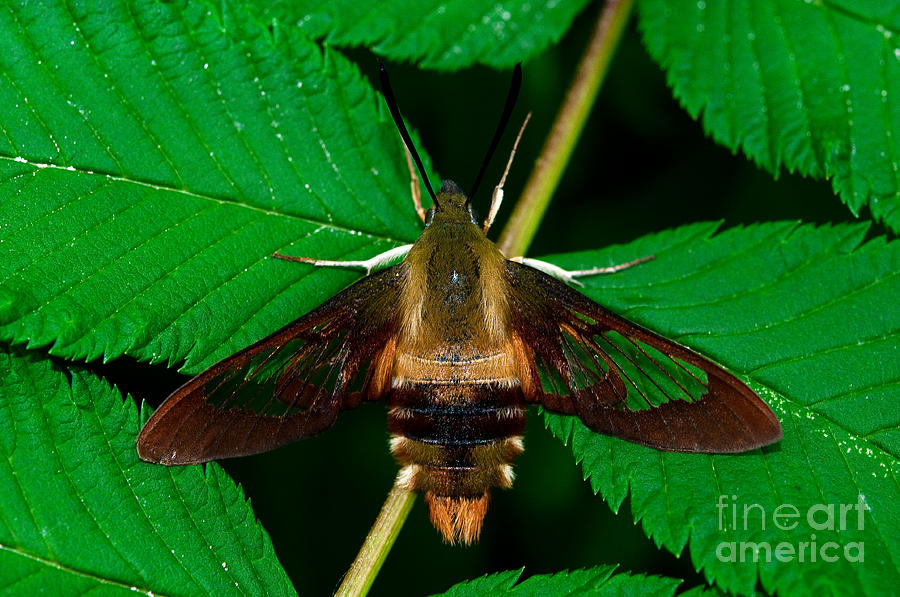 Hummingbird Moth Photograph by Terry Elniski