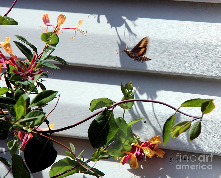 Hummingbird Moth Photograph by Yumi Johnson