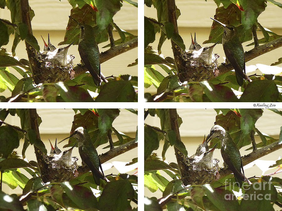 Hummingbird Mother Feeding Her Two Babies Photograph by Xueling Zou