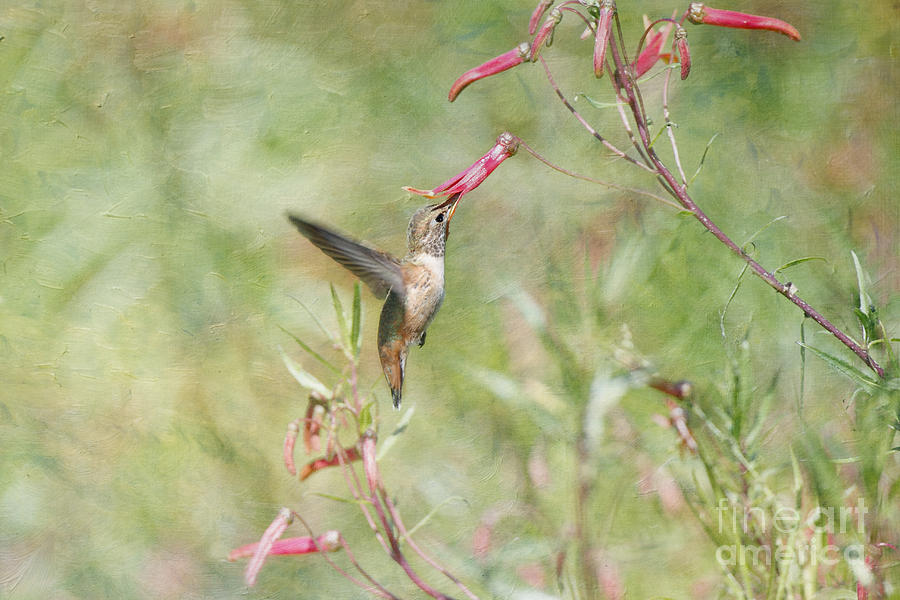 Hummingbird Nourishment Photograph by Susan Gary