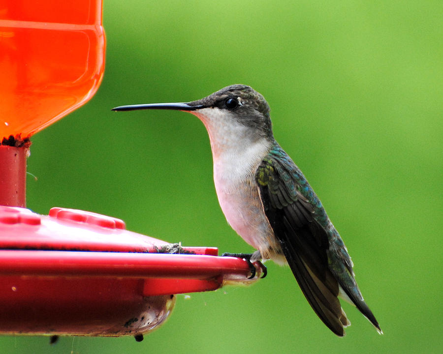Hummingbird on Feeder Photograph by Jai Johnson