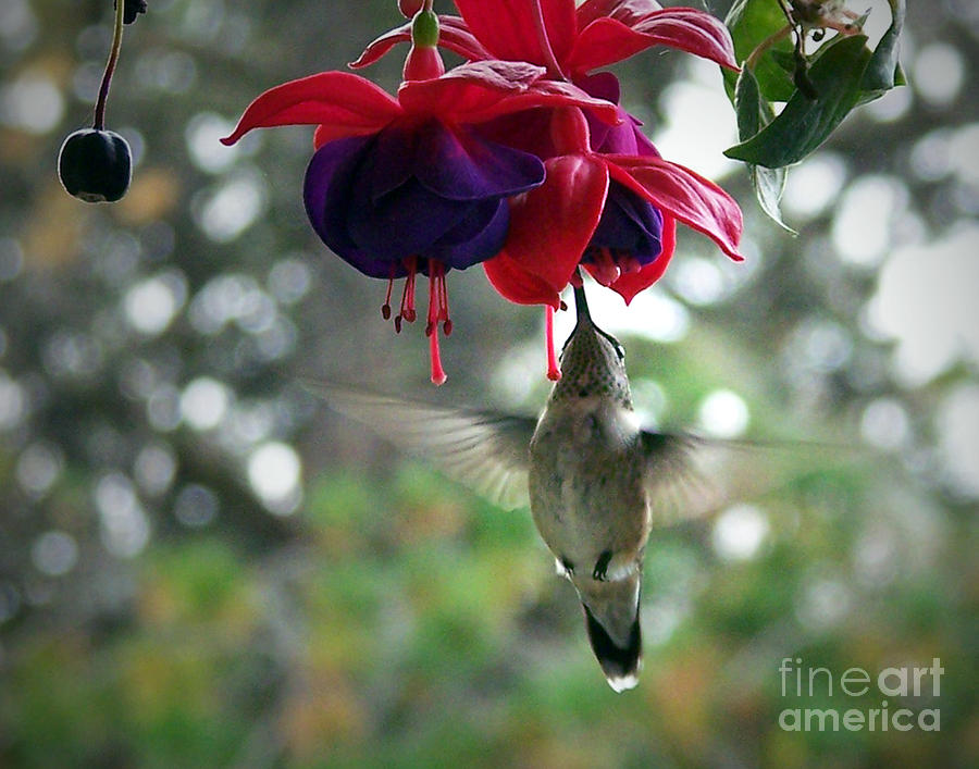 Hummingbird On Fuschia Photograph by Sue Stefanowicz