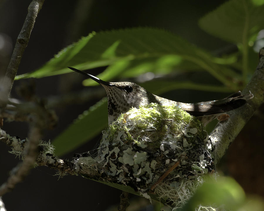 Hummingbird on nest Photograph by Betty Depee