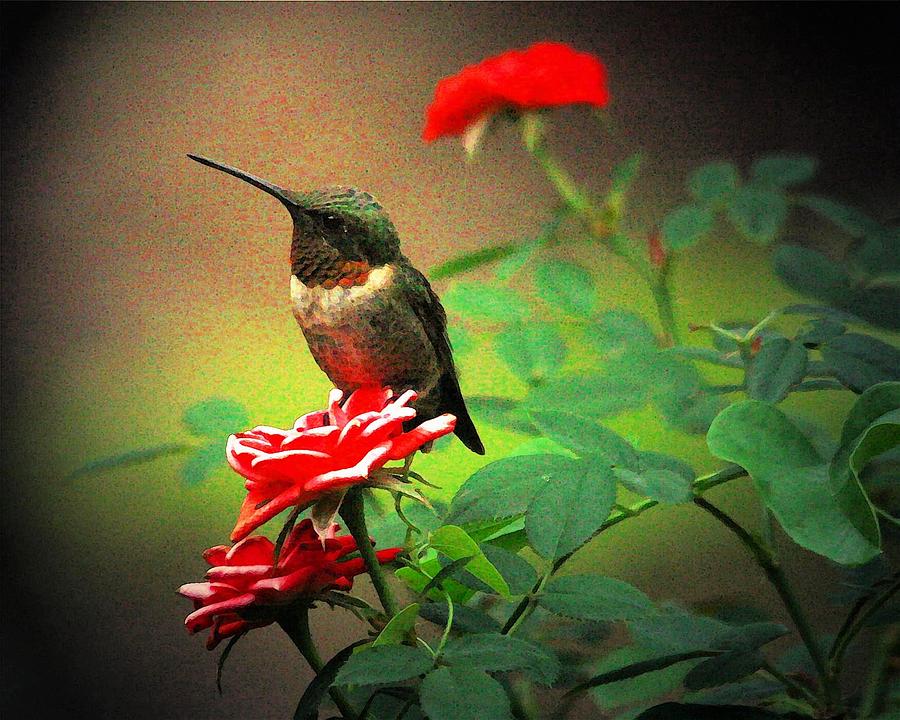 Hummingbird On The Rose Digital Art by Carrie OBrien Sibley